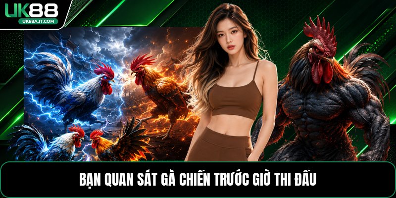Đá Gà Cựa Dao C1 - Cách Xem Kèo Và Theo Dõi Trận Đấu - ovaro